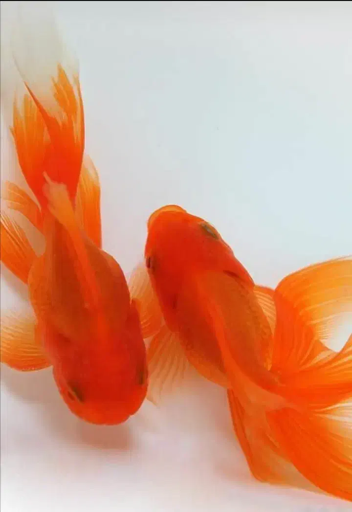 ماهی قرمز گلدفیش|ماهی|سنگر, |دیوار