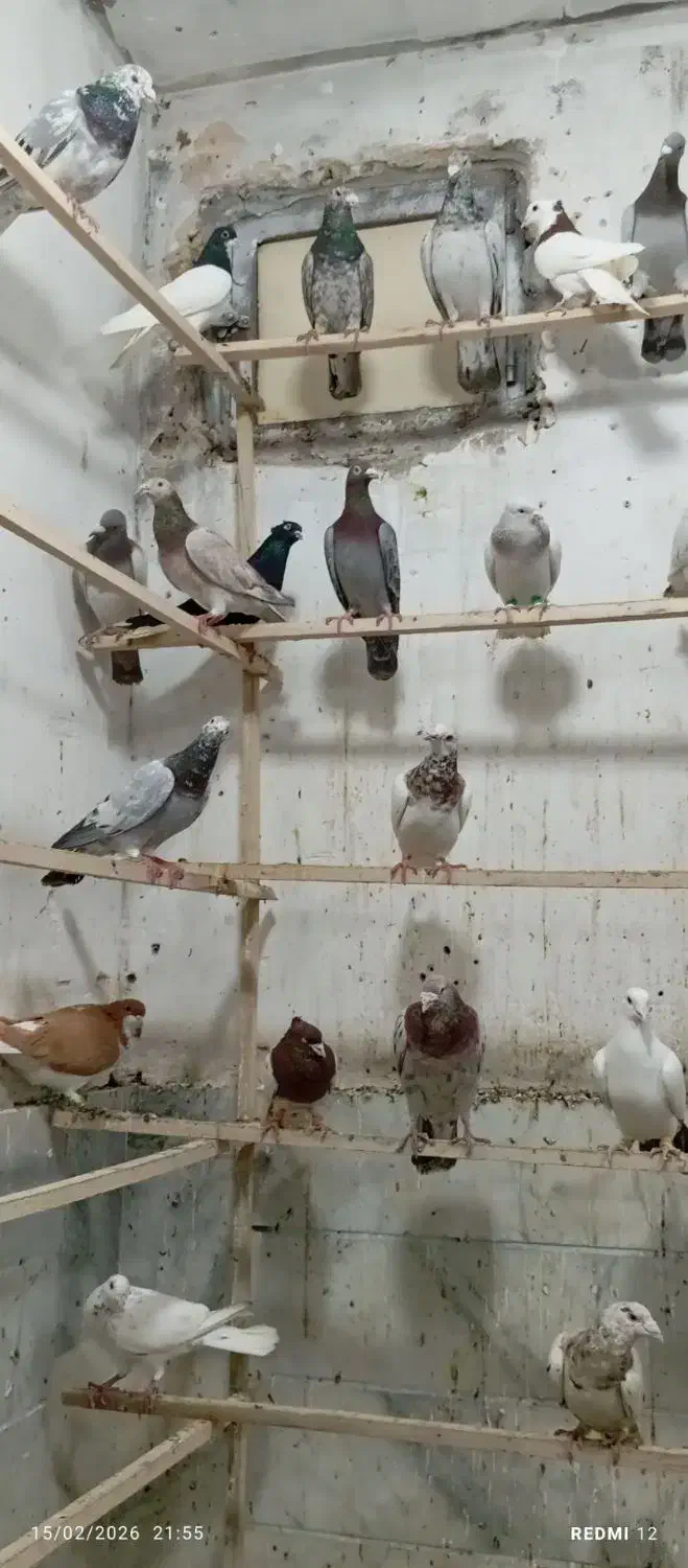 ۳۰ عدد هفرنگ|پرنده|شال, |دیوار