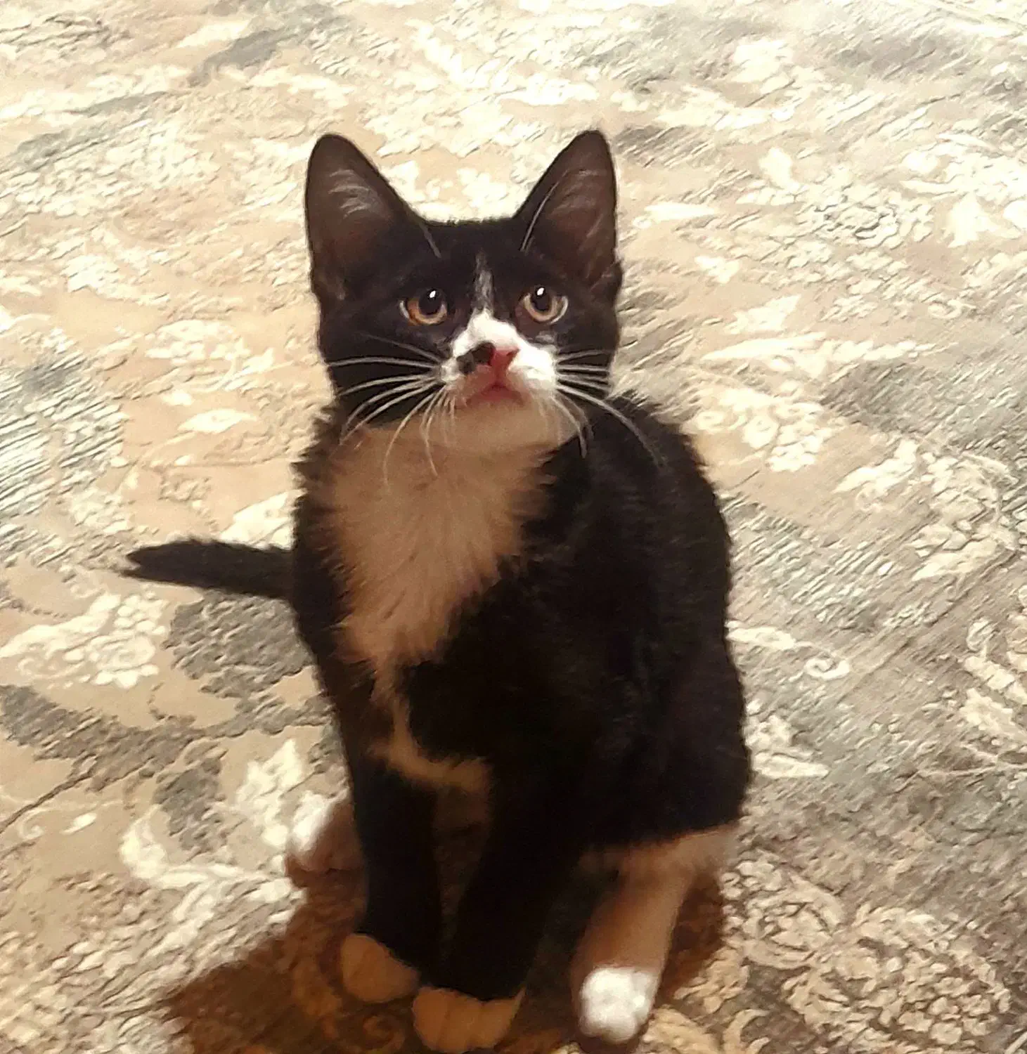 گربه نر ۴ ماهه|گربه|همدان, |دیوار