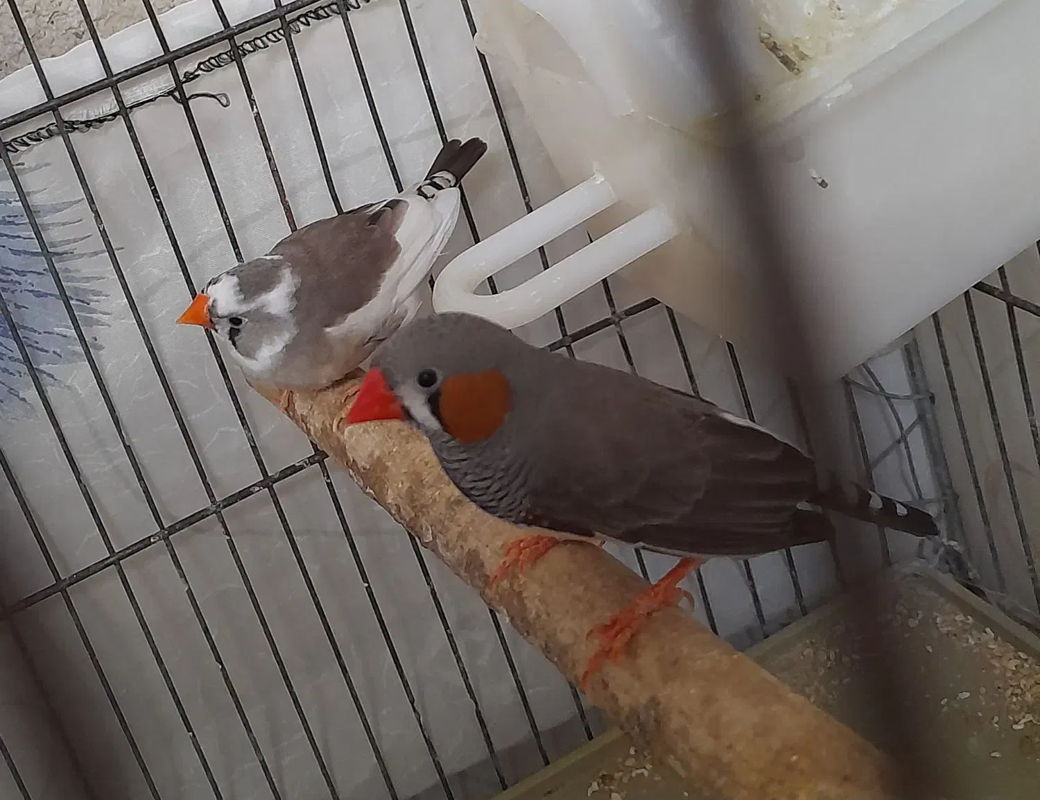 فروش یک جفت فنچ|پرنده|مریوان, |دیوار