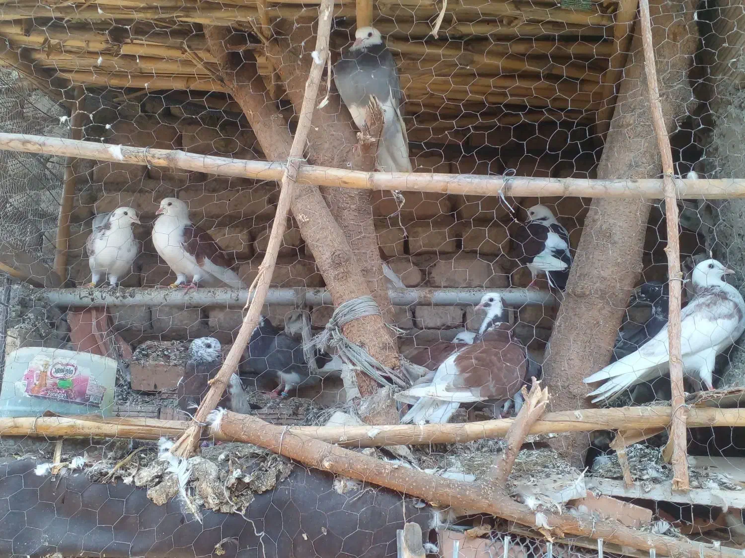 کفتر|پرنده|فاضل آباد, |دیوار