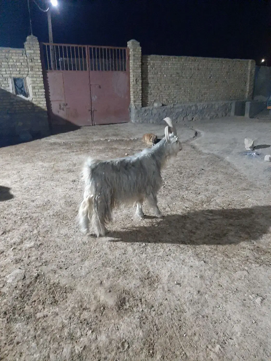 تکه جلو رو ۴ ساله|حیوانات مزرعه|قوچان, |دیوار