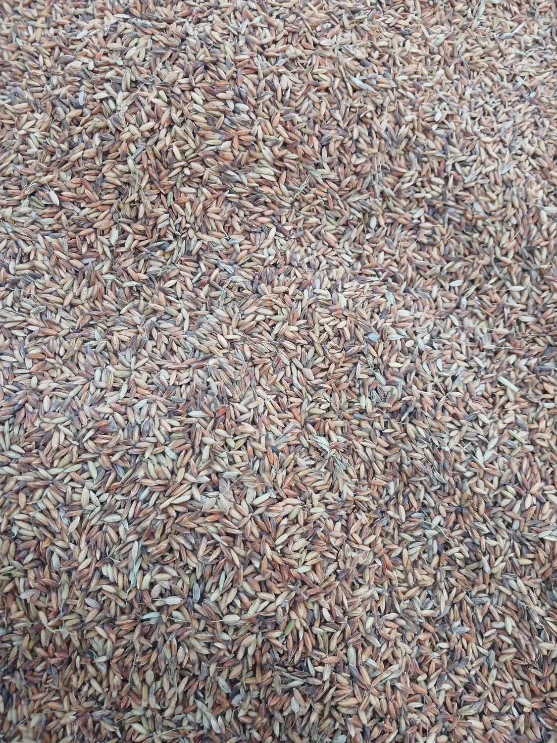 چلتوک شلتوک شلب|لوازم جانبی حیوانات|شوشتر, |دیوار