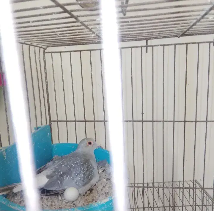 کبوتر خانگی تزئینی پرنده زینتی|پرنده|اصفهان, بهارستان|دیوار