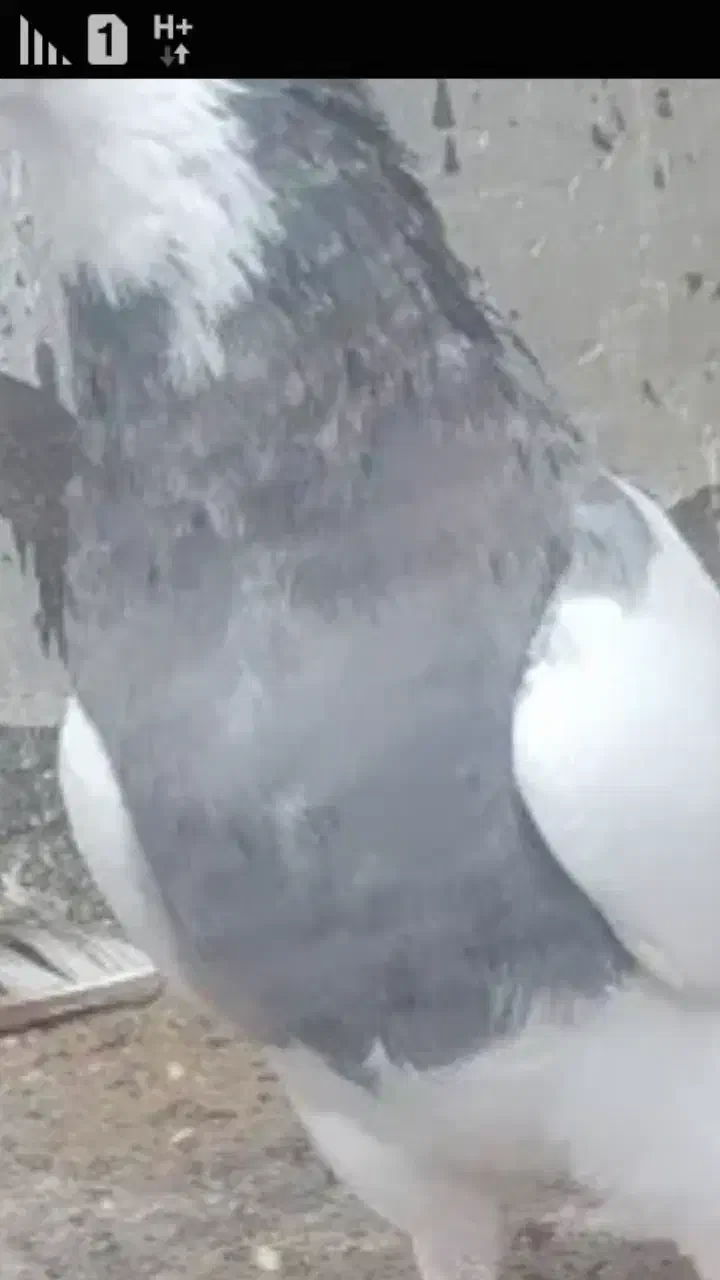 طوقی|پرنده|قزوین, |دیوار