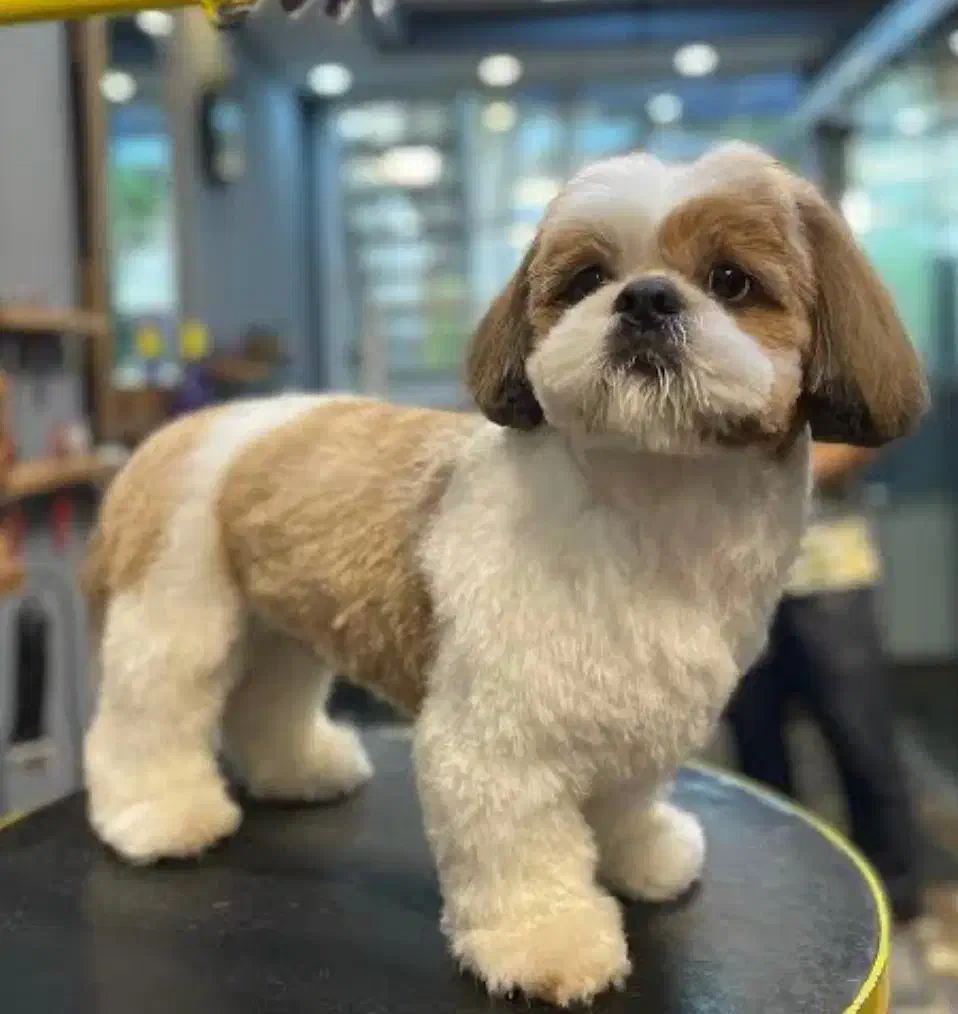 آرایشگر حیوانات اصلاح و شست و شوی سگ و گربه|خدمات آرایشگری و زیبایی|پردیس, فاز ۱۱|دیوار