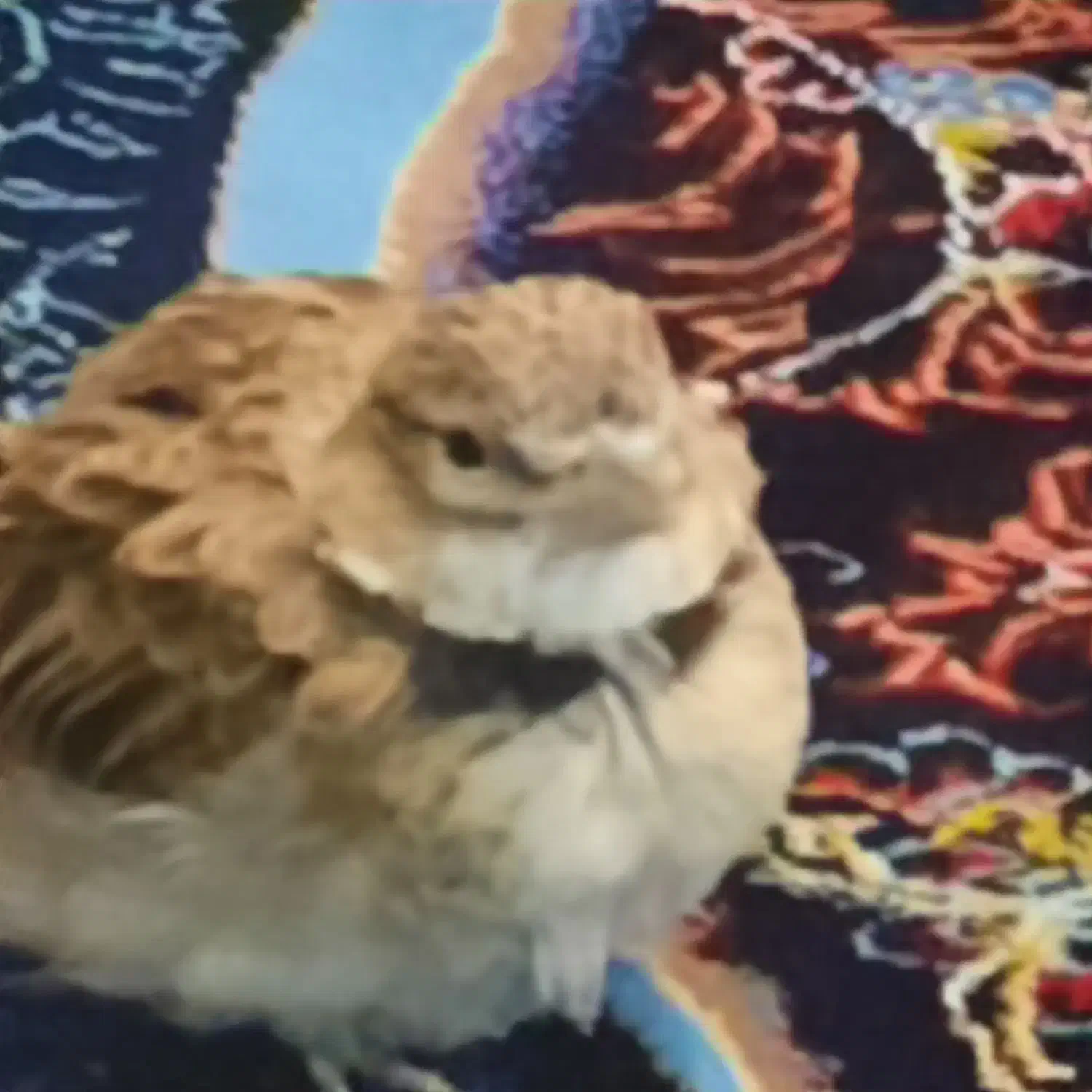 سهره کوهی|لوازم جانبی حیوانات|کبودرآهنگ, |دیوار