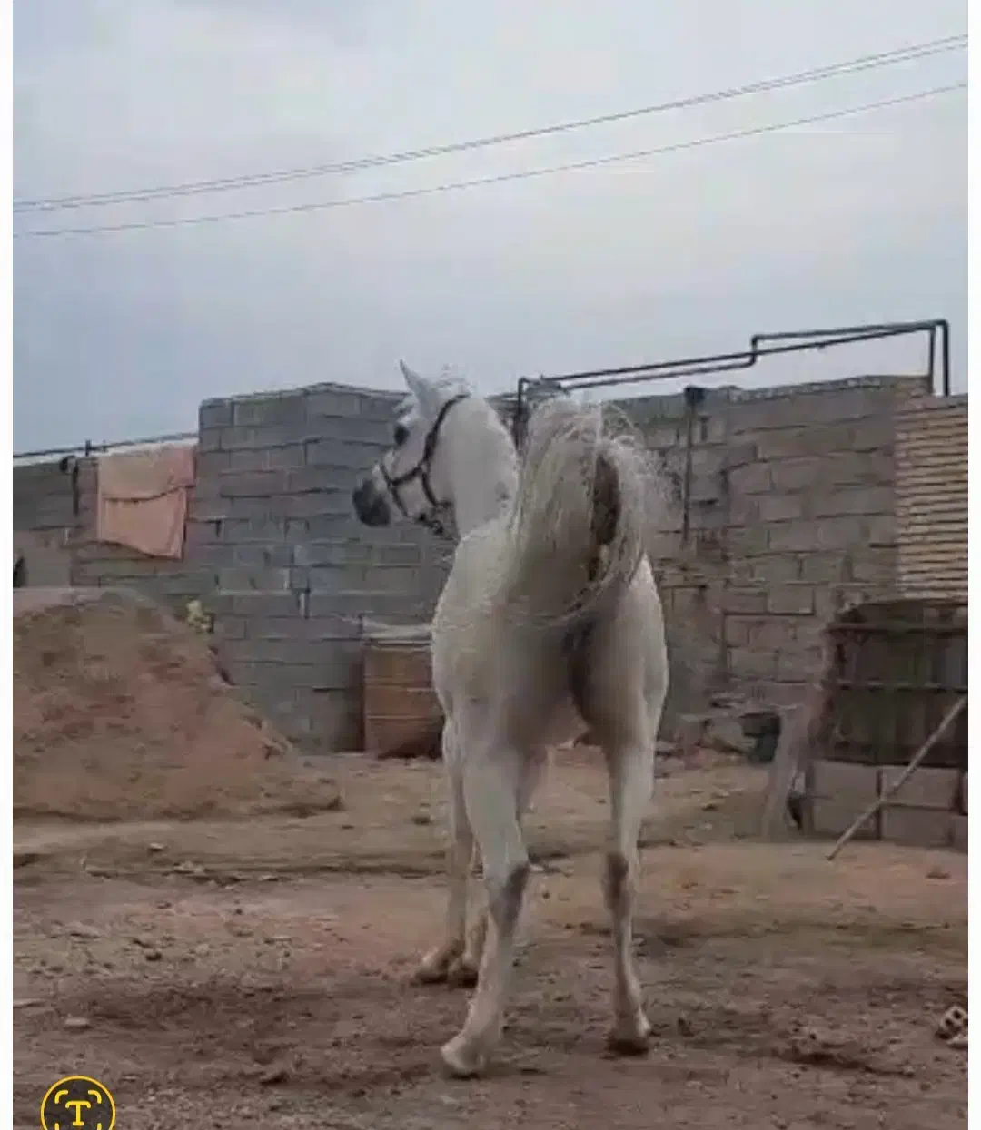 اسب|اسب و تجهیزات اسبسواری|شوشتر, |دیوار