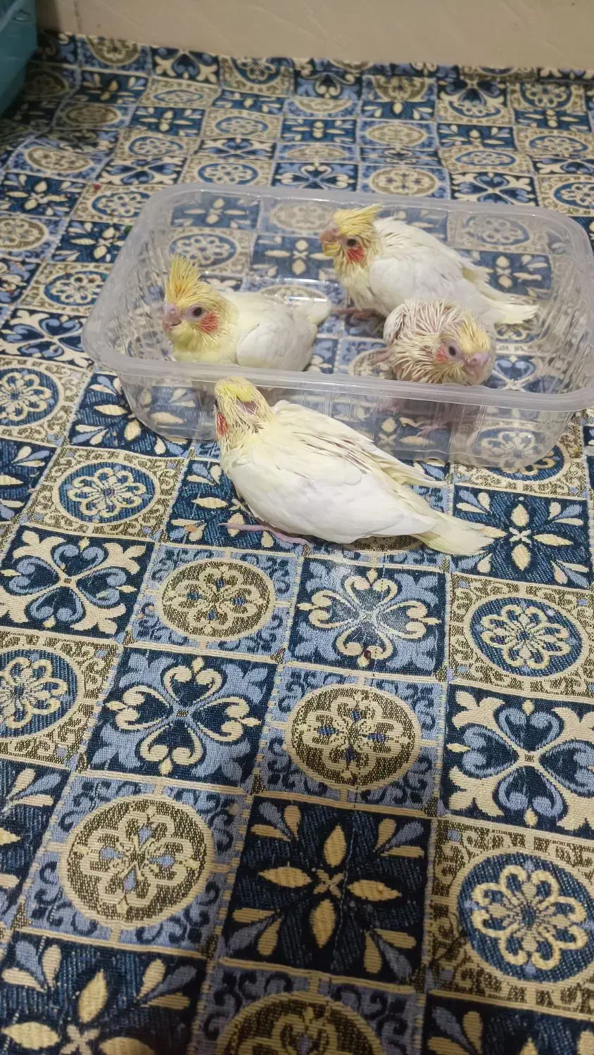 جوجه عروس هلندی سرلاکی|پرنده|محمدیه-قزوین, |دیوار