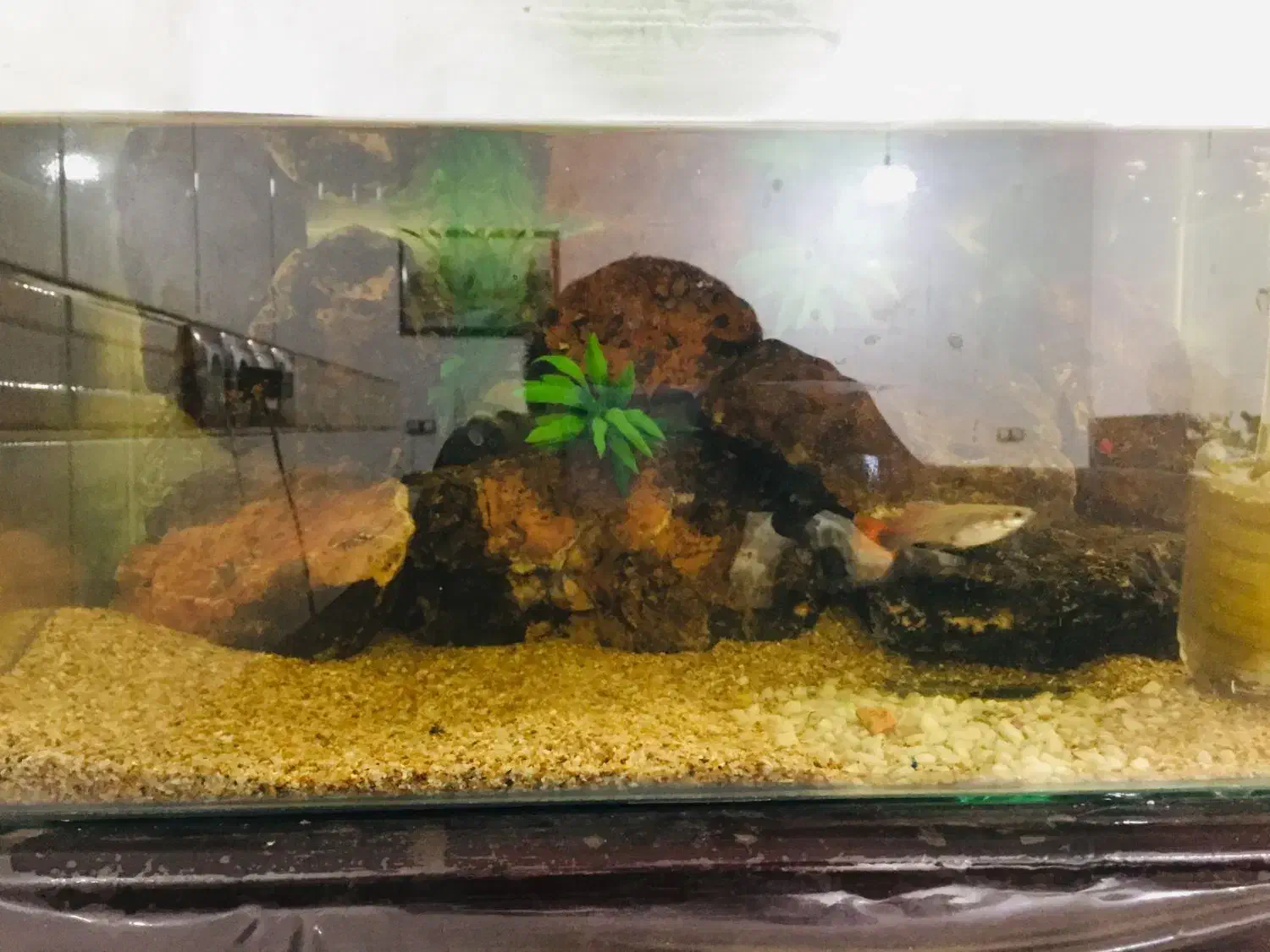 آکواریم دکور شده|ماهی|داراب, |دیوار