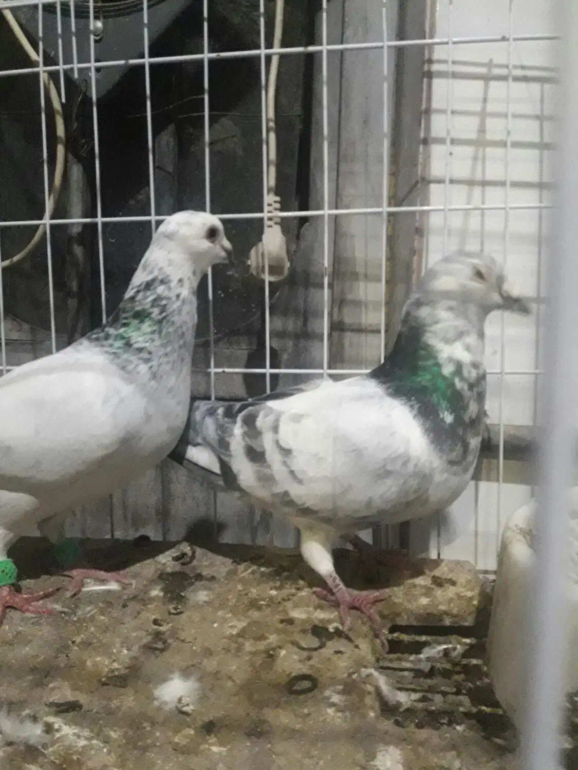 گوره|پرنده|اندیمشک, |دیوار