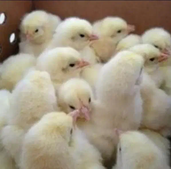 جوجه گوشتی راس|حیوانات مزرعه|قم, نیروگاه|دیوار