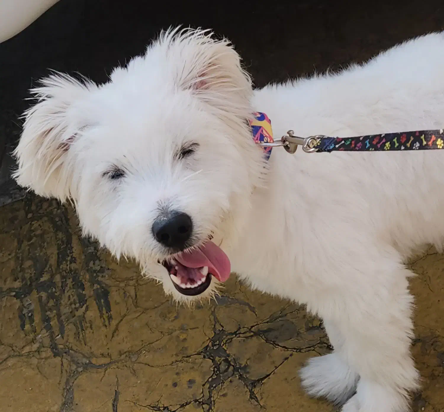 واگذاری سگ نژاد تریر|سگ|مشهد, امیریه|دیوار