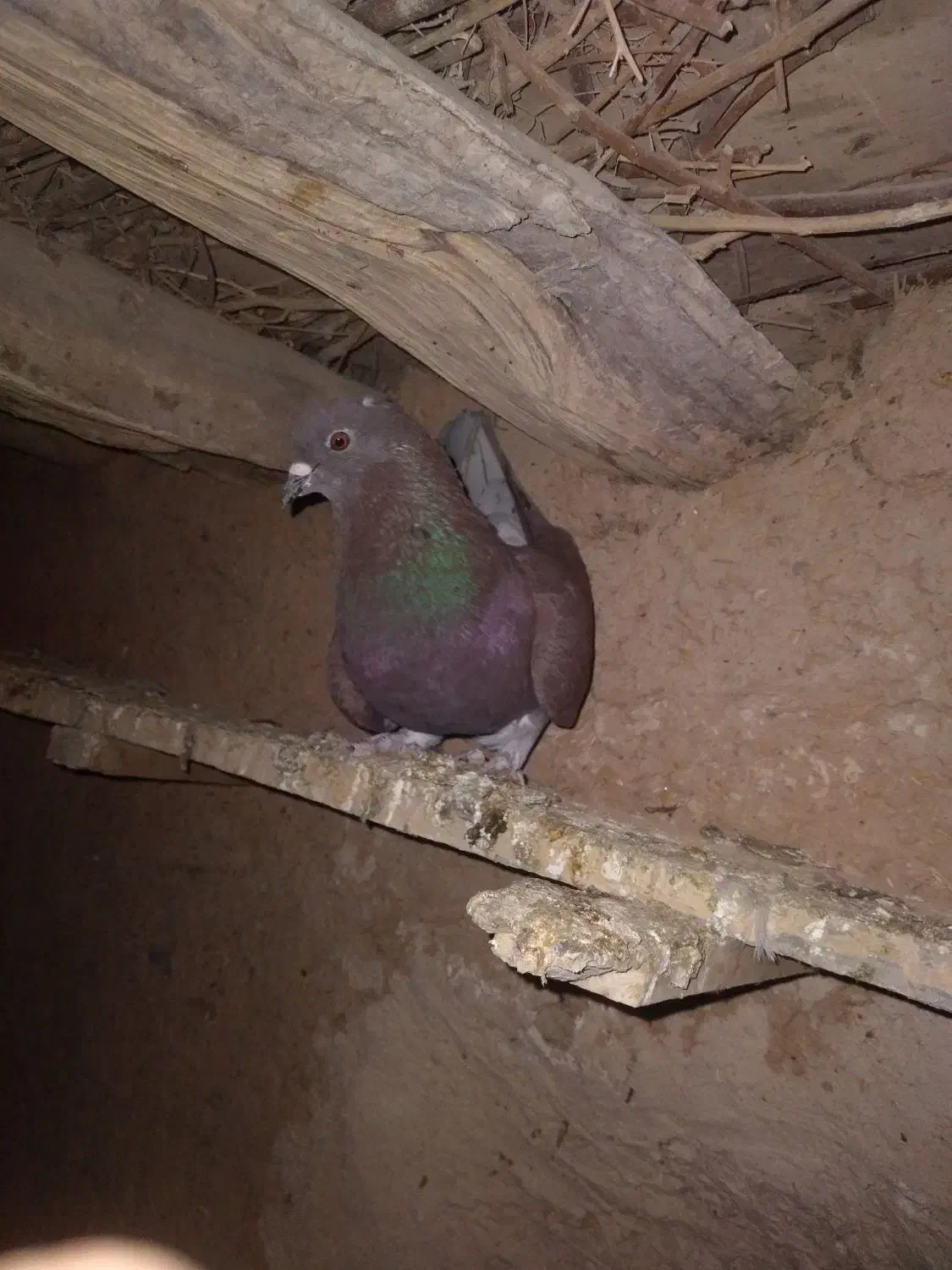 کبوتر|پرنده|گل تپه, |دیوار