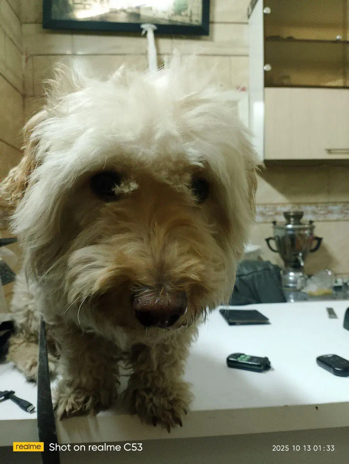 واگذاری سگ شیتزو تریر|سگ|تهران, تهرانپارس غربی|دیوار