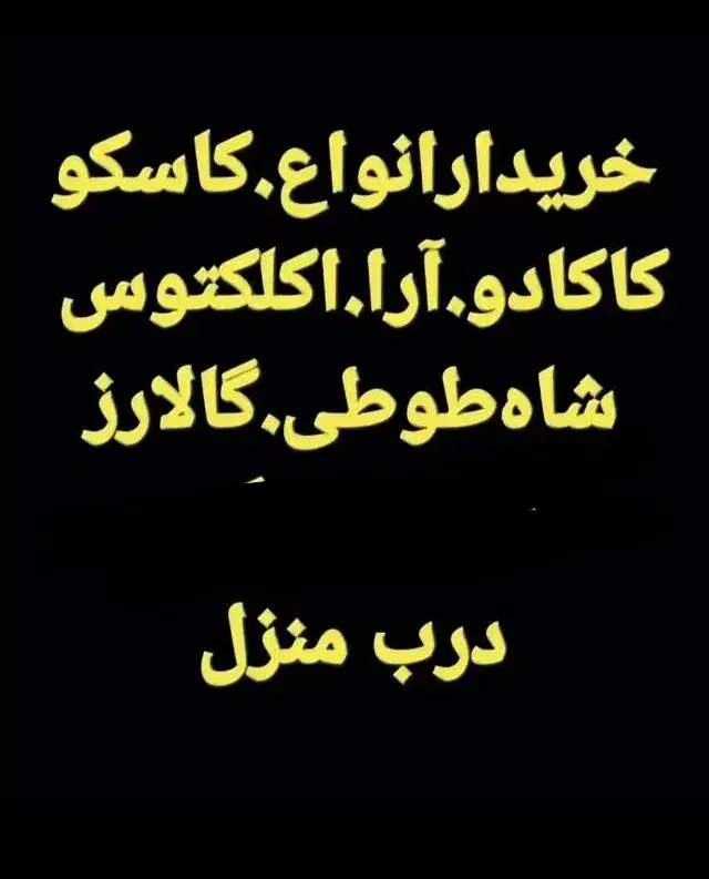 طوطی سالم کاسکو پر کن صاف همه رقم|پرنده|کرمانشاه, |دیوار