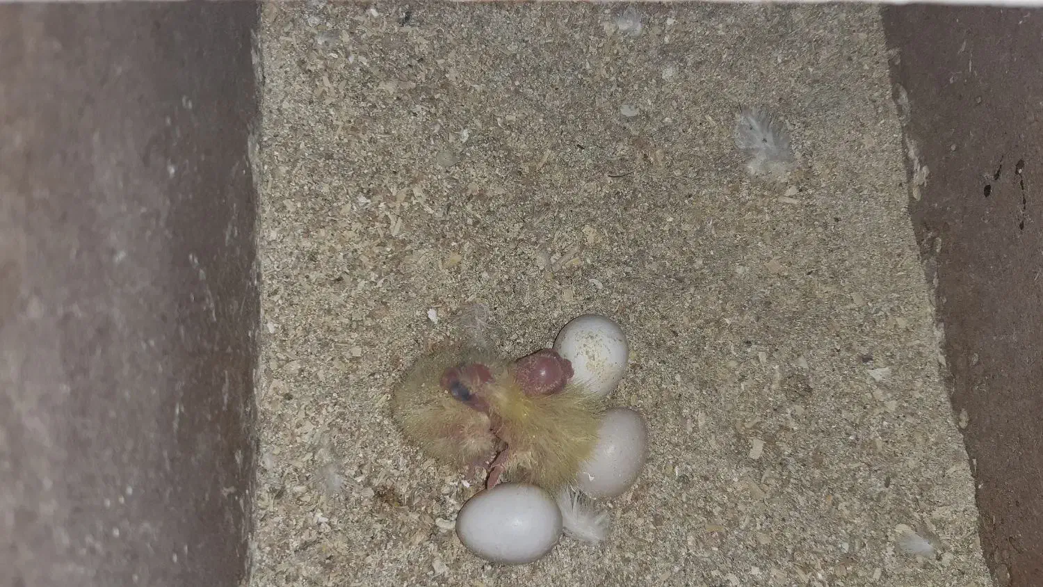 عروس هلندی مولد|پرنده|رودهن, |دیوار