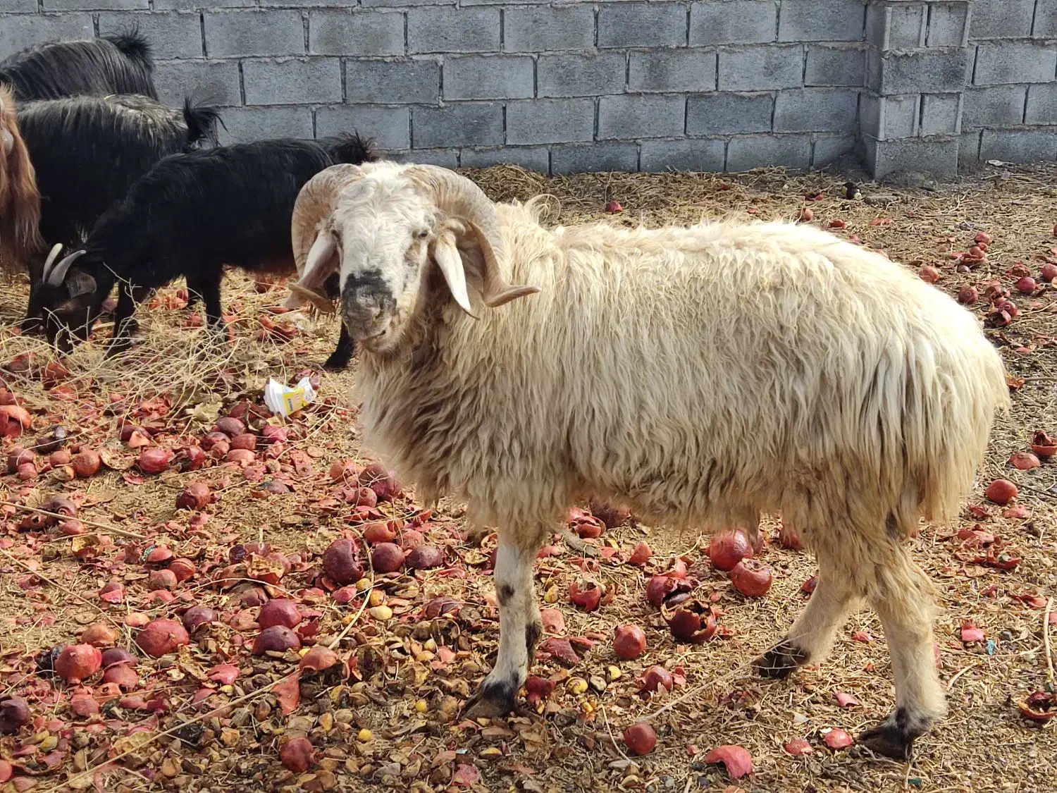 قوچ|حیوانات مزرعه|نی‌ریز, |دیوار