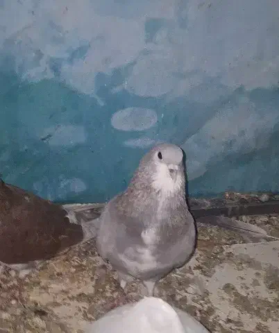 کبوتر|پرنده|اصفهان, گرکان|دیوار