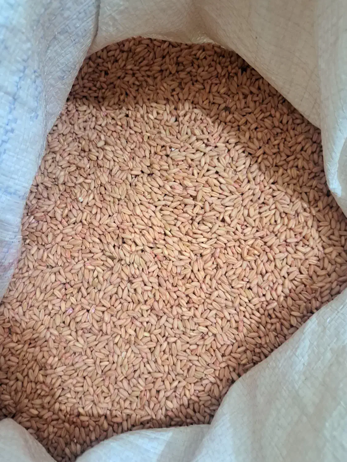 بذر گندم دیمی بوجاری شده|خدمات باغبانی و درختکاری|میاندوآب, |دیوار