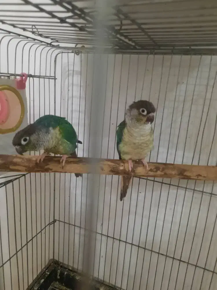 جفت گرینچیک تراکوییس یلوساید بالغ اماده مست|پرنده|گلستان (تهران), |دیوار