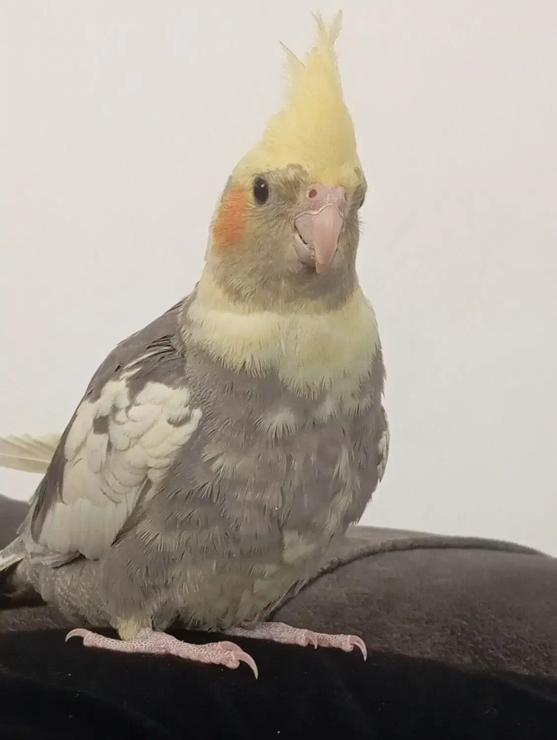 عروس هلندی|پرنده|کاشمر, |دیوار