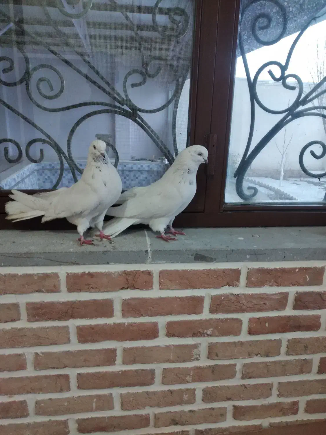 کبوتر|پرنده|بستان آباد, |دیوار