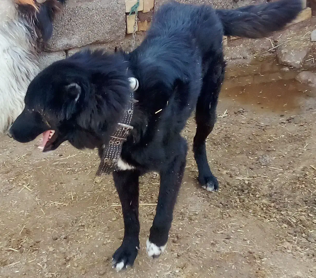 سگ گمشده|سگ|شوشتر, |دیوار