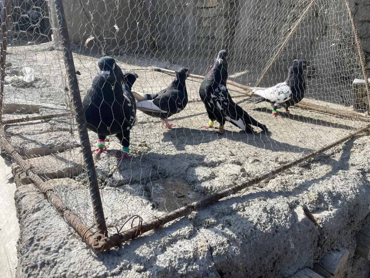 ۶تارنگه|پرنده|شیروان (خراسان), |دیوار