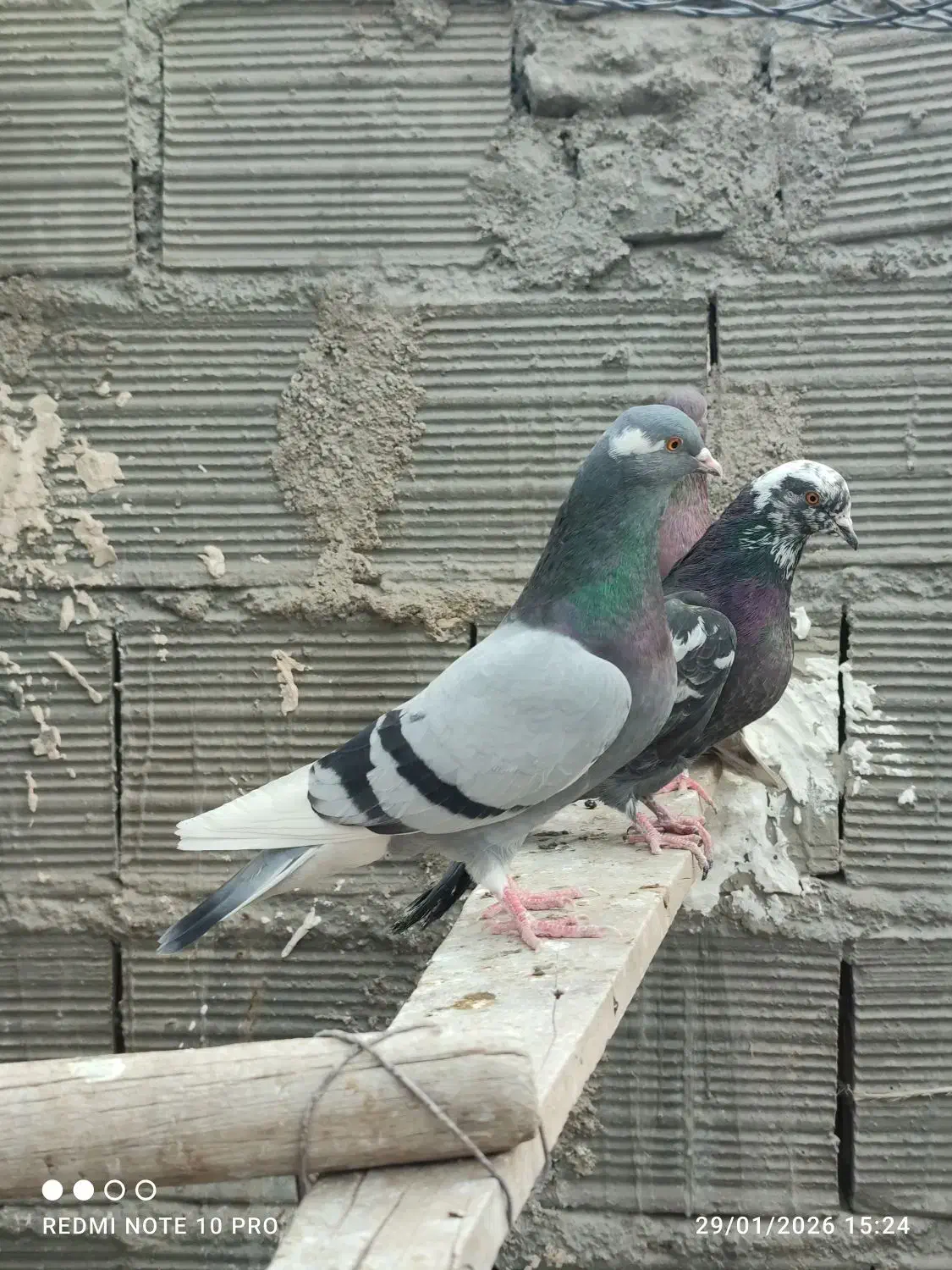 ۳۰ طوق کفتر پرشی قرچک ورامین|پرنده|قرچک, پویینک|دیوار