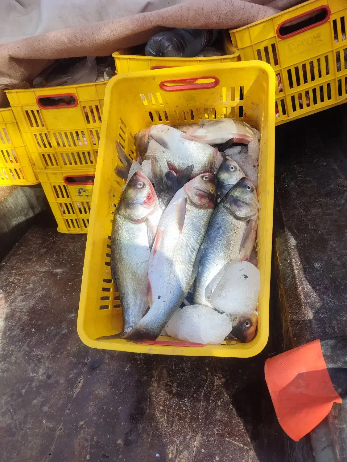 ماهی درجه 1|خوردنی و آشامیدنی|کامیاران, |دیوار