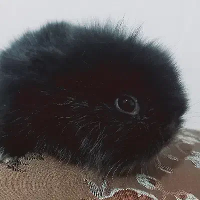 بچه خرگوش رنگی مشکی مخملی نژاد دار|موش و خرگوش|یزد, |دیوار