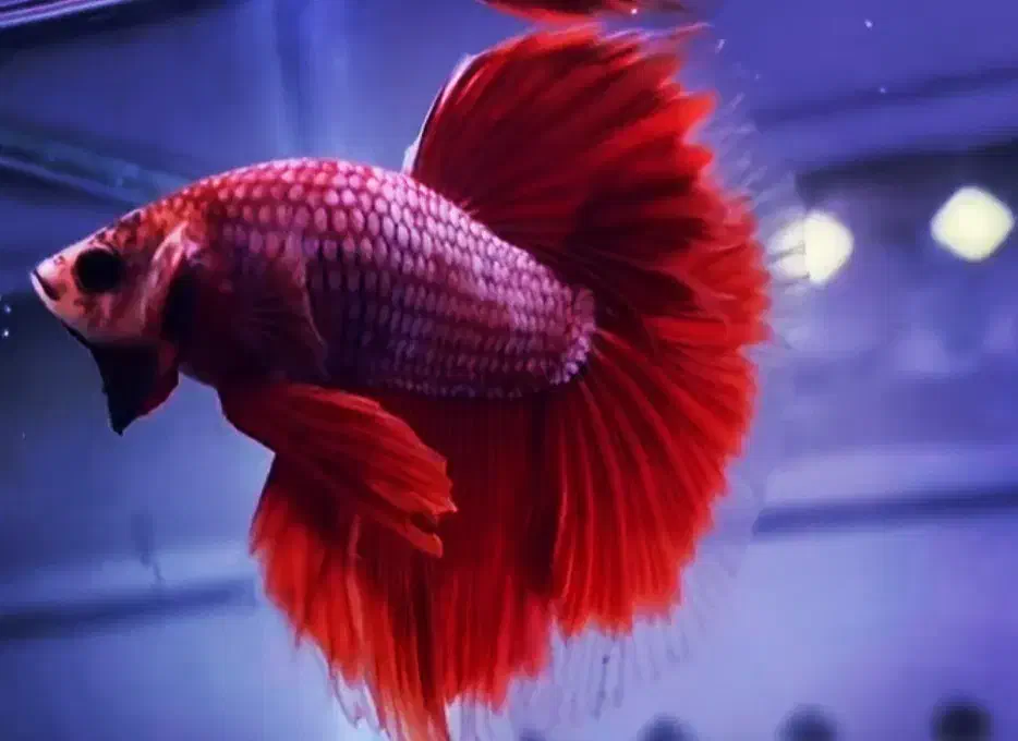 ماهی فایتر|ماهی|تهران, ولنجک|دیوار