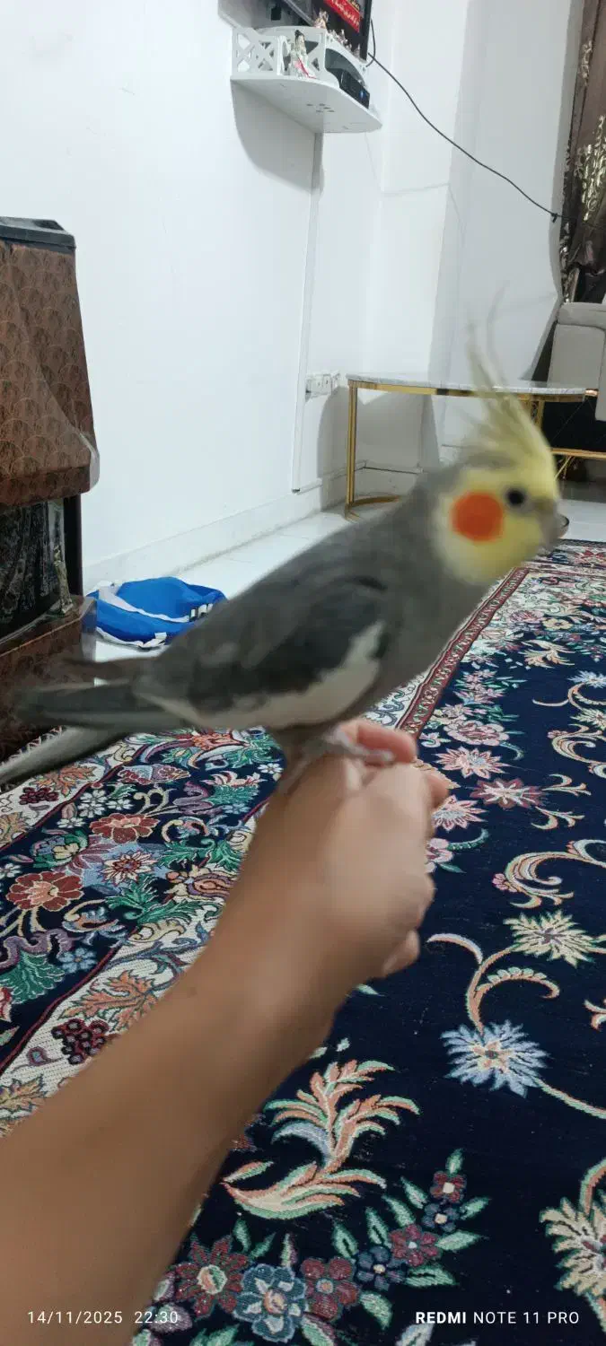 2عدد عروس هلندی نرسخنگو|پرنده|نسیم‌شهر, |دیوار