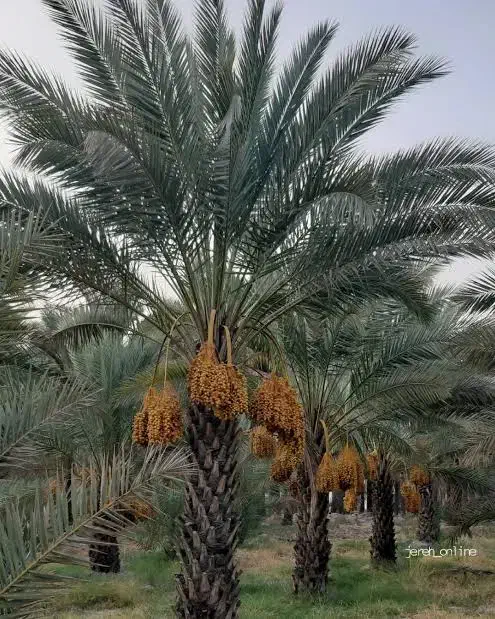 فروش زمین کشاورزی|فروش زمین و ملک کلنگی|اسماعیلی, |دیوار