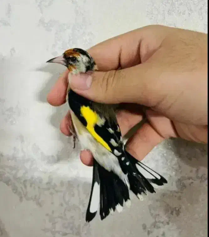 سهره گل بلند و چهارگل|پرنده|شیراز, عادل آباد|دیوار
