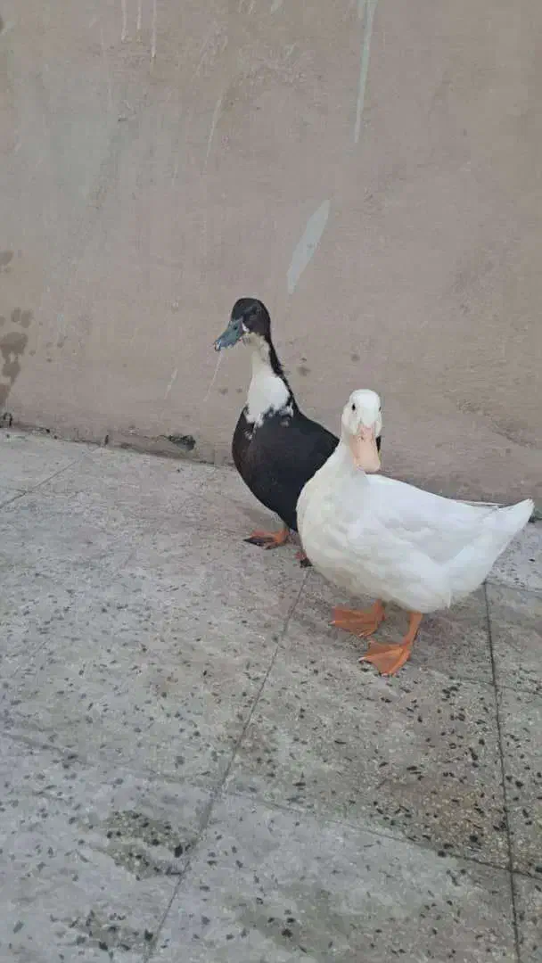 2عدد اردک دونه ای 500 هزار تومان سالم|حیوانات مزرعه|تهران, بیسیم|دیوار