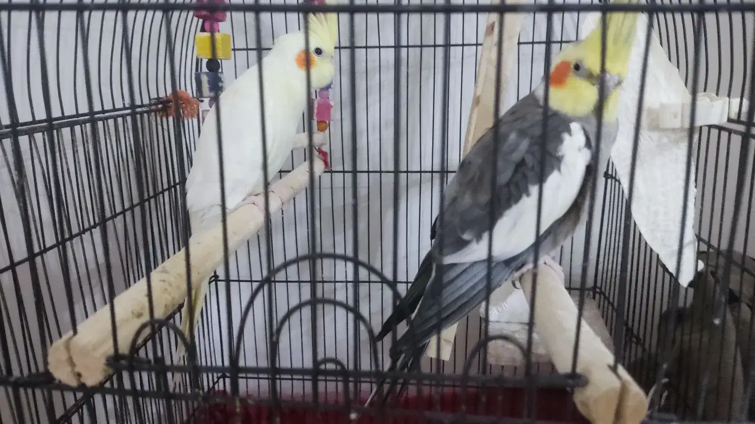 جفت عروس هلندی|پرنده|رودسر, |دیوار