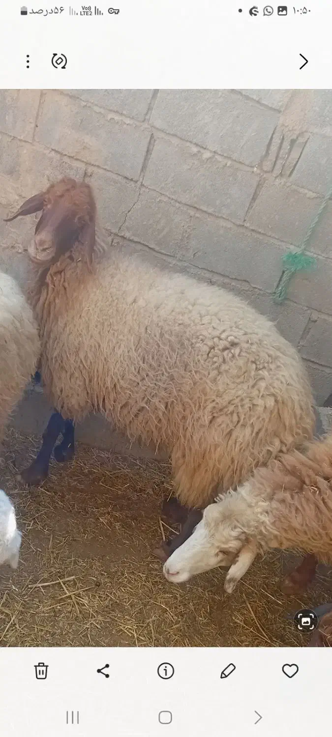 میش آبستن داشتی|حیوانات مزرعه|هندیجان, |دیوار