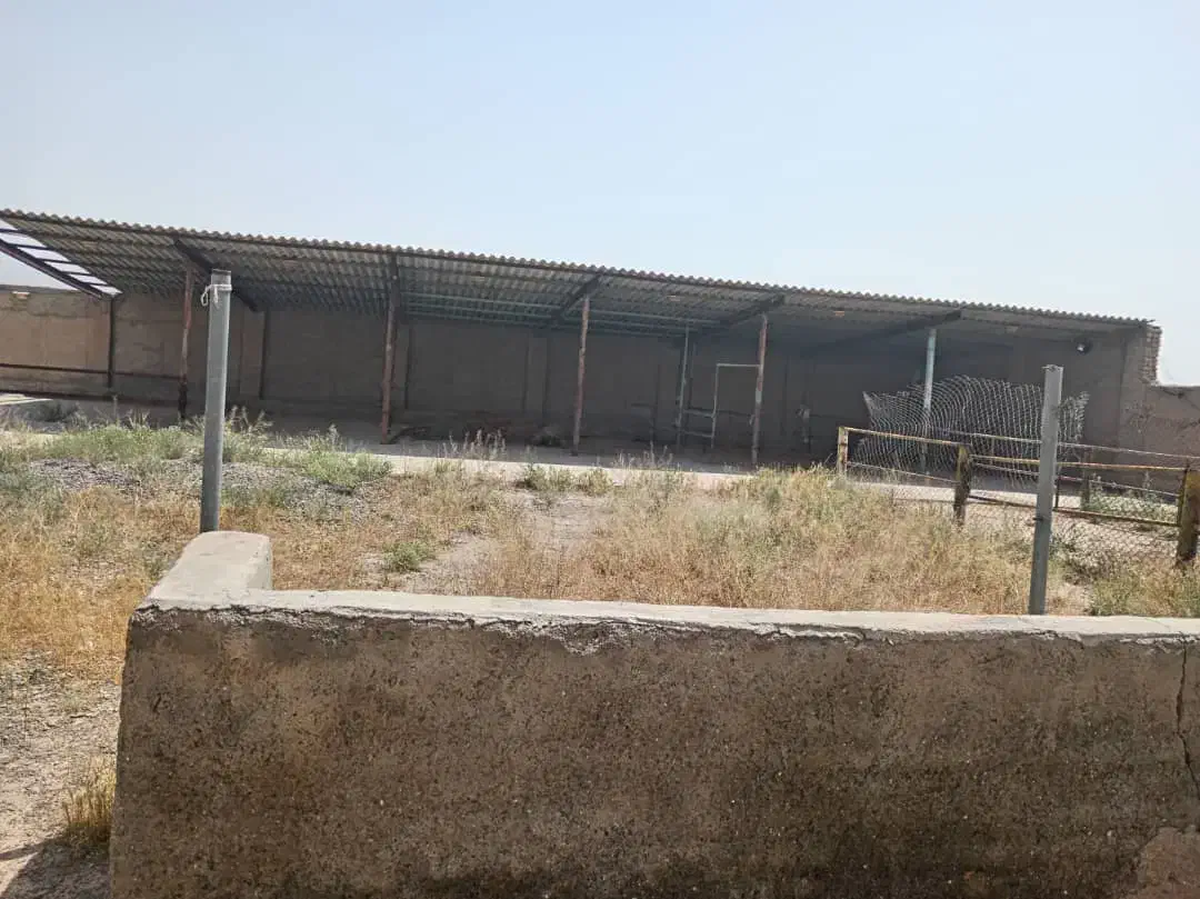 گاوداری 25 راسی 3500متری سند ششدانگ|فروش دفتر صنعتی، کشاورزی، تجاری|نیشابور, دربقاضی|دیوار