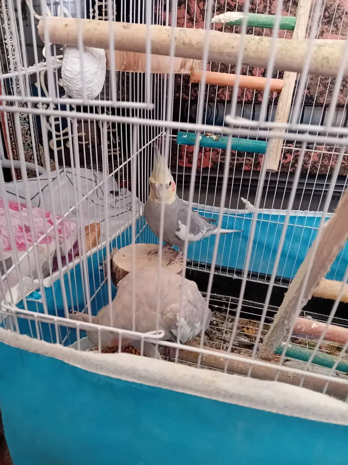 یک جفت عروس هلندی نرو ماده باقفس لونه|پرنده|اراک, |دیوار