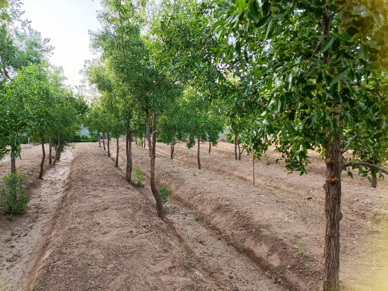 باغ ویلا ۱۱۰۰ متری واقع در تقاب|فروش خانه و ویلا|خوسف, |دیوار