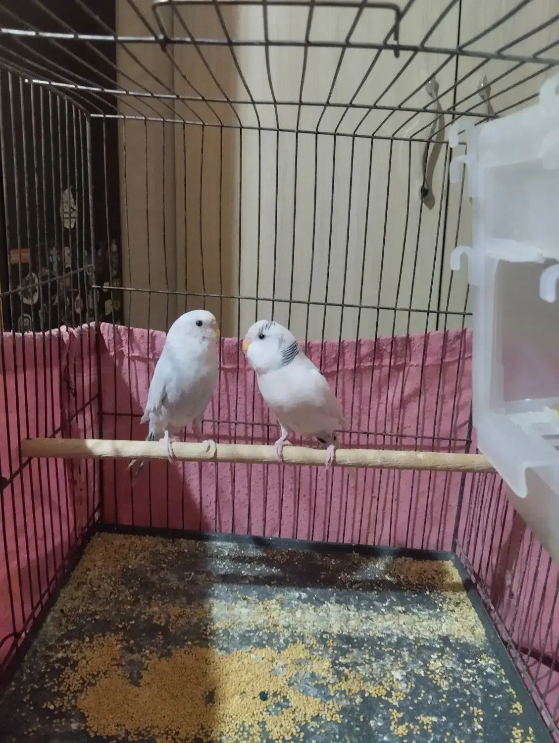 مرغ عشق|پرنده|اندیشه, شهرک المهدی|دیوار