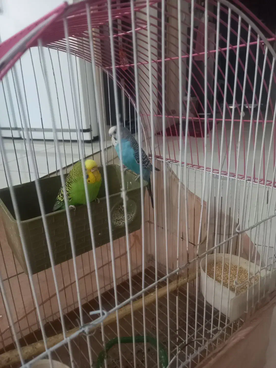 عروس هلندی ومرغ عشق|پرنده|ری, شهید بهشتی|دیوار