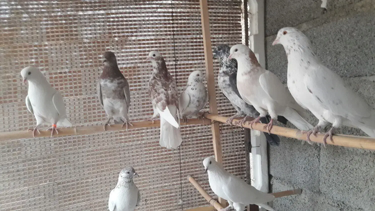 کبوترهای پرشی و ساعتی|پرنده|هشتگرد, ایقربلاغ|دیوار