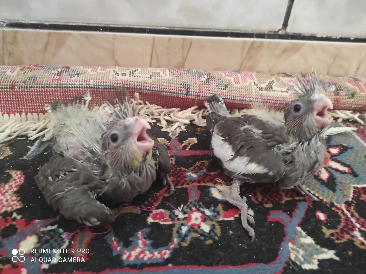 جوجه عروس هلندی|پرنده|خنج, |دیوار