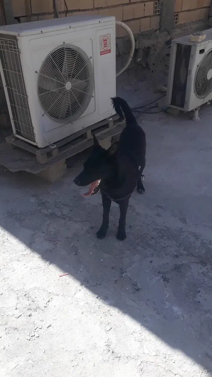 سگ نگهبانی ژرمن بلک کلاسیک|سگ|بندر ماهشهر, |دیوار