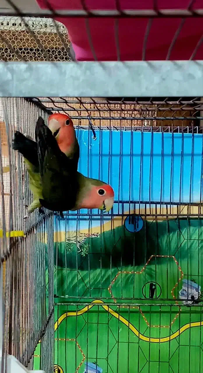 مرغ عشق کوتوله فنچ عروس هلندی|پرنده|قم, نخودی|دیوار