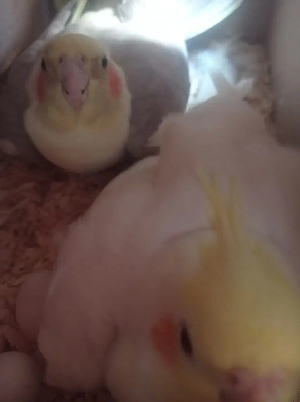 عروس هلندی معاوضه|پرنده|قدس, شهرقدس|دیوار