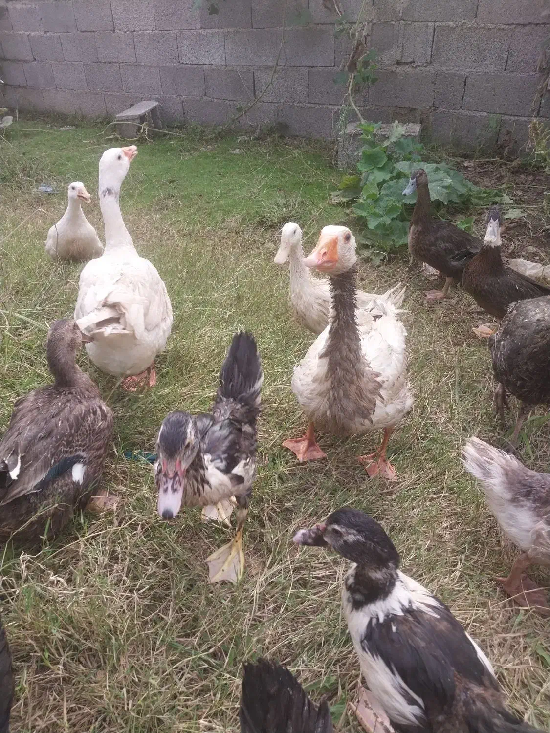 دو عدد قاز محلی جفت|حیوانات مزرعه|لولمان, |دیوار